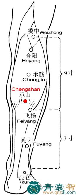 承山穴的主治功效位置图解-青囊智