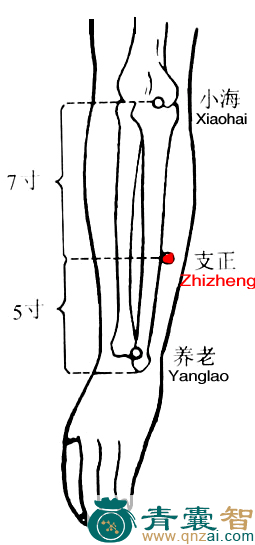 支正穴的主治功效位置图解-青囊智