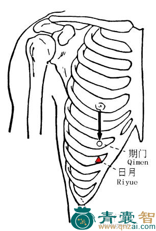 日月穴的主治功效位置图解-青囊智