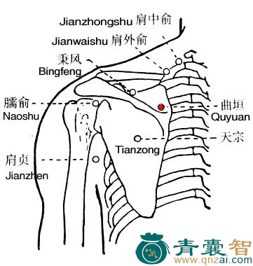 曲垣穴的主治功效位置图解-青囊智