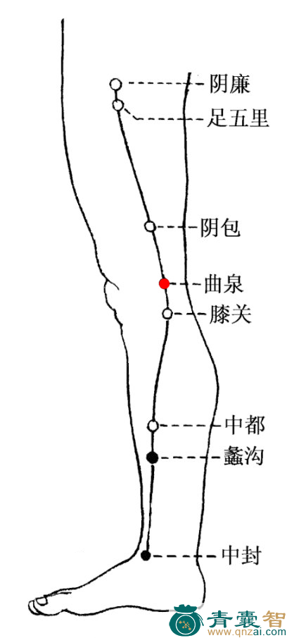 曲泉穴的主治功效位置图解-青囊智