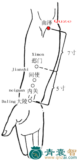 曲泽穴的主治功效位置图解-青囊智