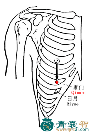期门穴的主治功效位置图解-青囊智