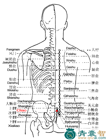 次髎穴的主治功效位置图解-青囊智