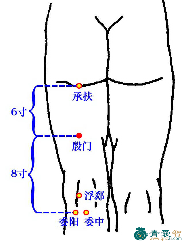 殷门穴的主治功效位置图解-青囊智