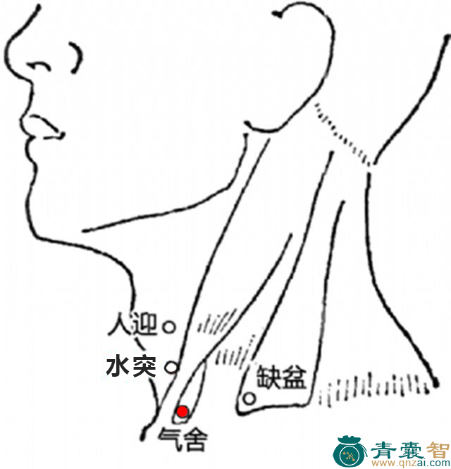 气舍穴的主治功效位置图解-青囊智