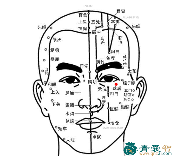 球后穴的主治功效位置图解-青囊智