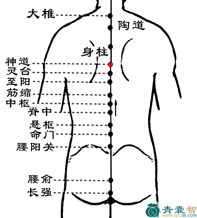 神道穴的主治功效位置图解-青囊智