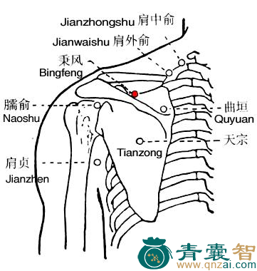 秉风穴的主治功效位置图解-青囊智