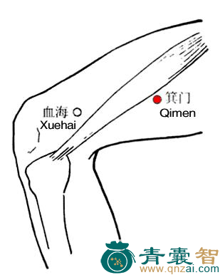 箕门穴的主治功效位置图解-青囊智