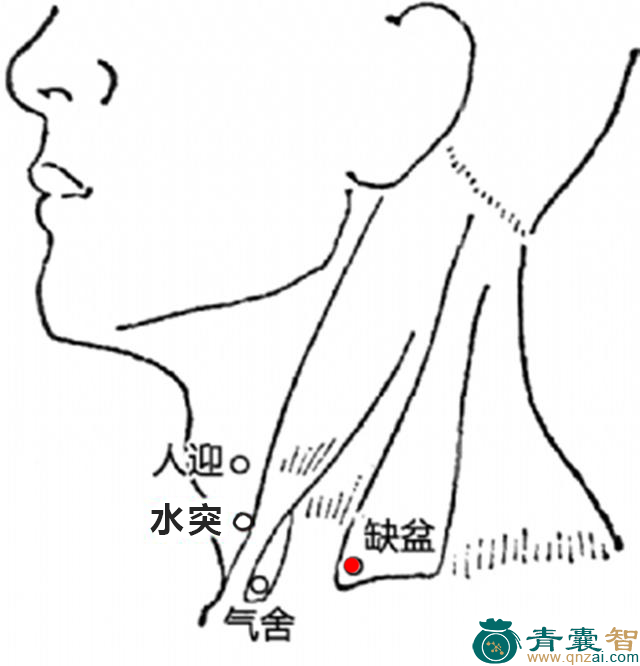 缺盆穴的主治功效位置图解-青囊智