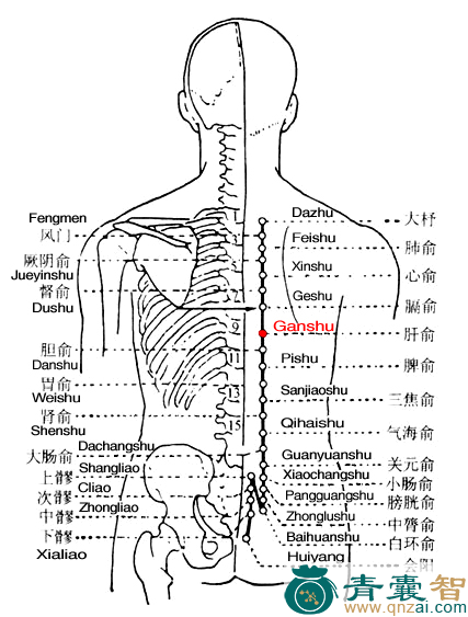 肝俞穴的主治功效位置图解-青囊智