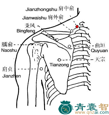 肩中俞穴的主治功效位置图解-青囊智