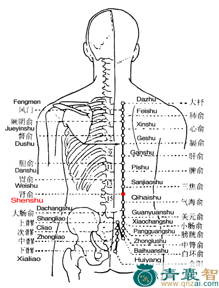 肾俞穴的主治功效位置图解-青囊智