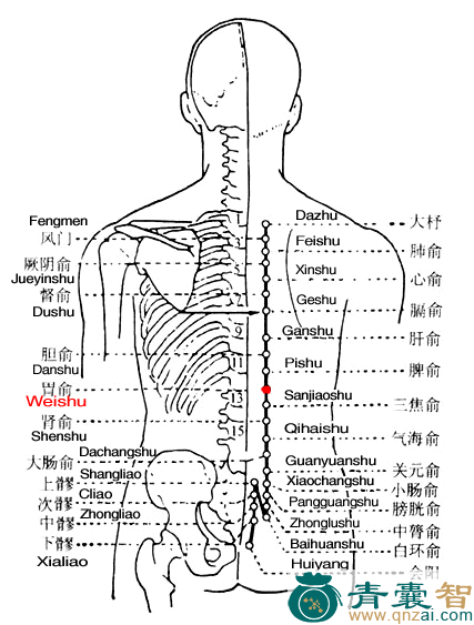 胃俞穴的主治功效位置图解-青囊智