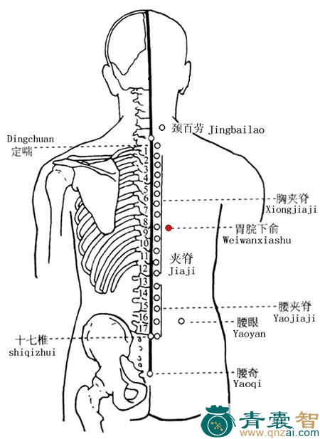 胃脘下俞穴的主治功效位置图解-青囊智