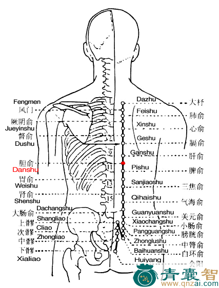 胆俞穴的主治功效位置图解-青囊智