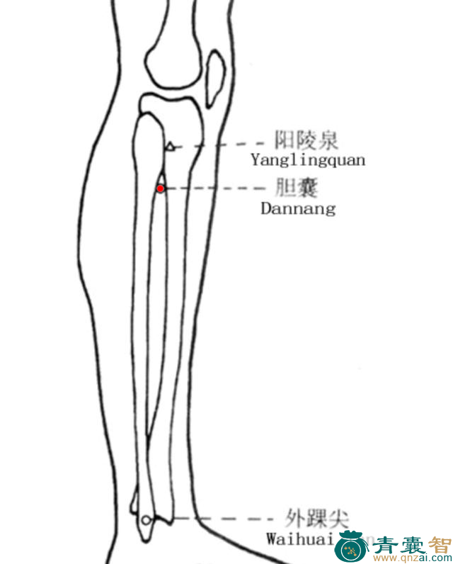 胆囊穴的主治功效位置图解-青囊智