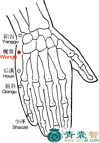 腕骨穴的主治功效位置图解-青囊智