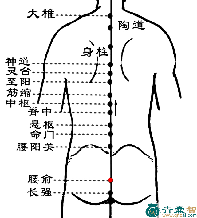 腰俞穴的主治功效位置图解-青囊智