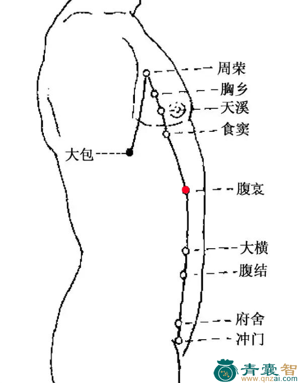 腹哀穴的主治功效位置图解-青囊智