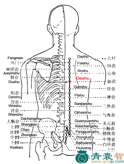 膈俞穴的主治功效位置图解-青囊智