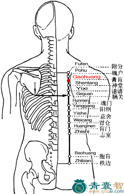 膏肓穴的主治功效位置图解-青囊智