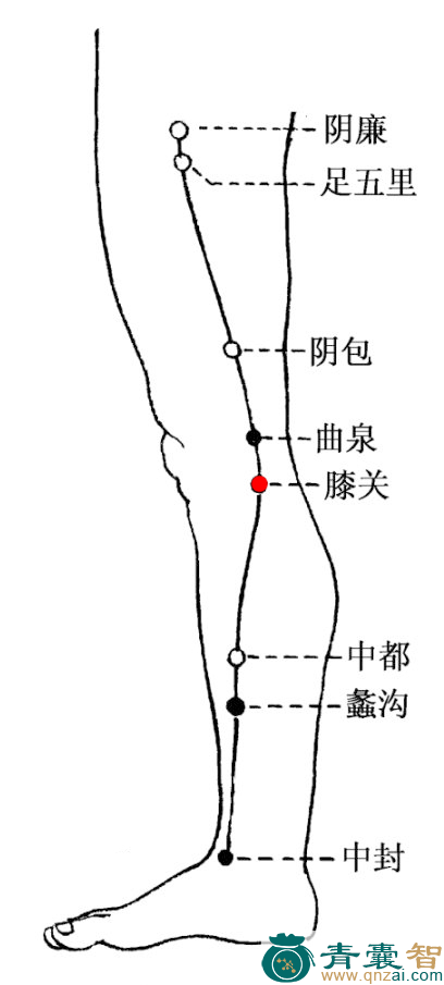 膝关穴的主治功效位置图解-青囊智