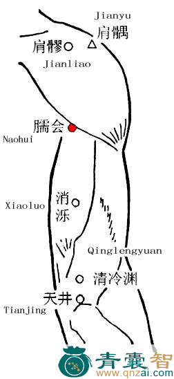 臑会穴的主治功效位置图解-青囊智