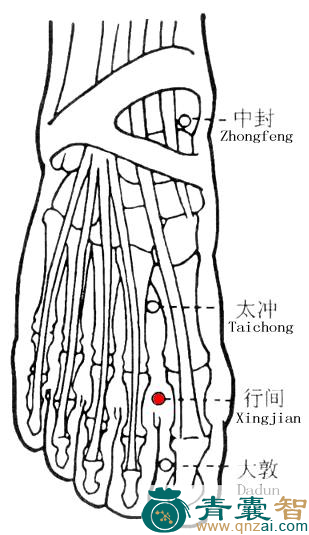 行间穴的主治功效位置图解-青囊智