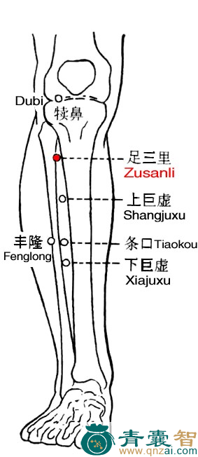 足三里穴的主治功效位置图解-青囊智