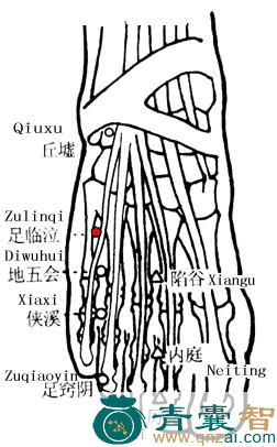 足临泣穴的主治功效位置图解-青囊智