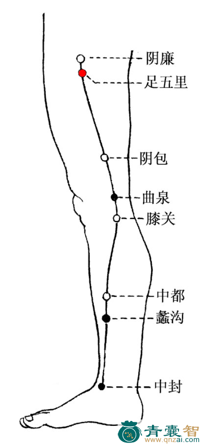 足五里穴的主治功效位置图解-青囊智