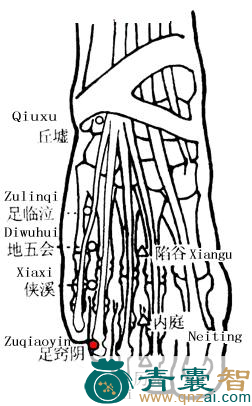 足窍阴穴的主治功效位置图解-青囊智