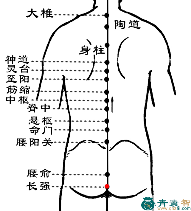 长强穴的主治功效位置图解-青囊智