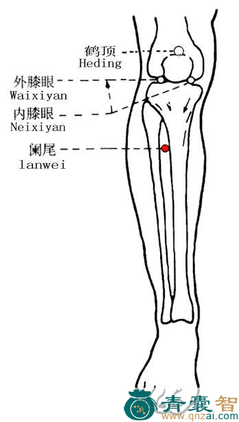 阑尾穴的主治功效位置图解-青囊智