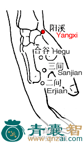 阳溪穴的主治功效位置图解-青囊智