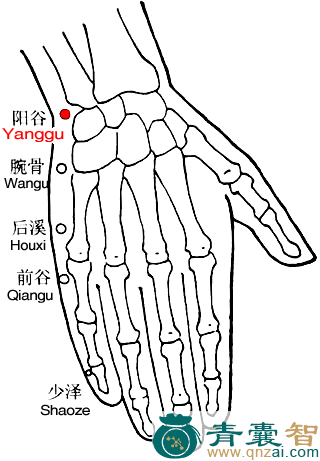 阳谷穴的主治功效位置图解-青囊智