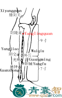 阳陵泉穴的主治功效位置图解-青囊智