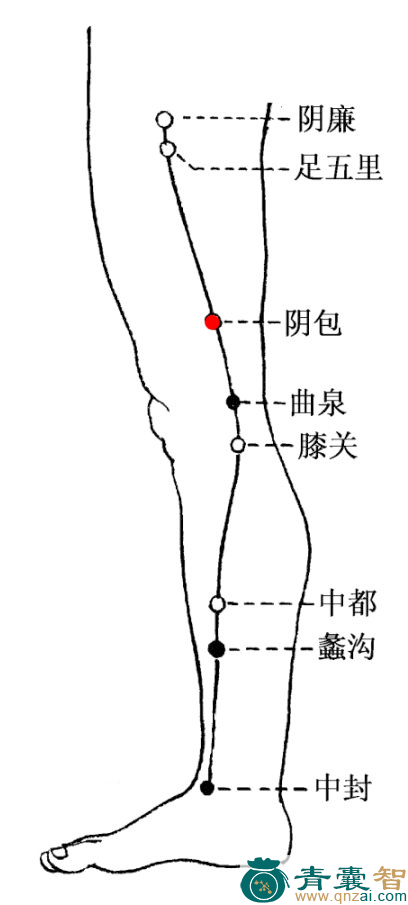 阴包穴的主治功效位置图解-青囊智