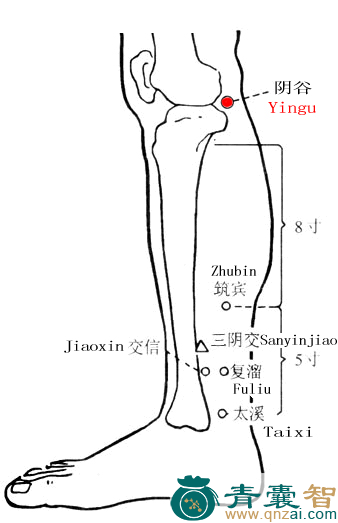 阴谷穴的主治功效位置图解-青囊智