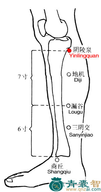 阴陵泉穴的主治功效位置图解-青囊智