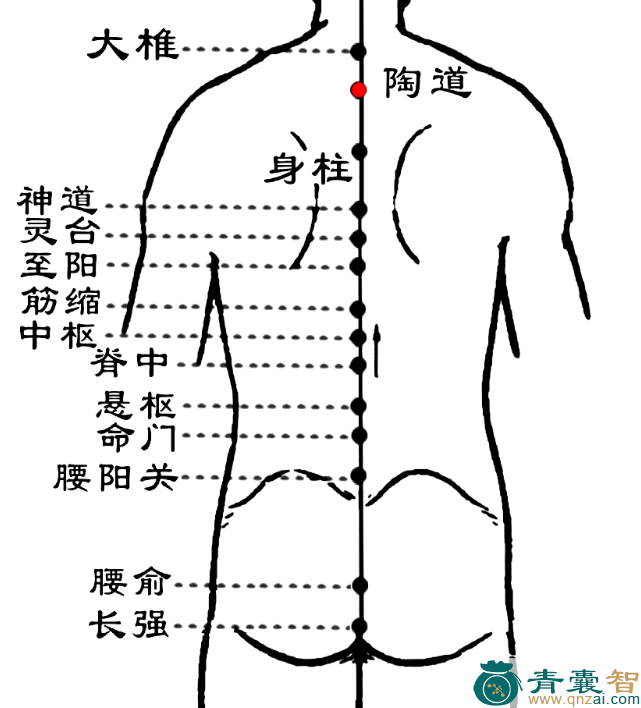 陶道穴的主治功效位置图解-青囊智