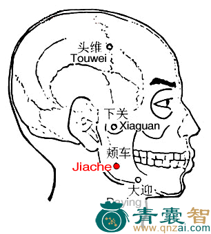 颊车穴的主治功效位置图解-青囊智