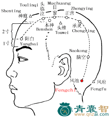 风池穴的主治功效位置图解-青囊智