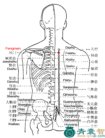 风门穴的主治功效位置图解-青囊智