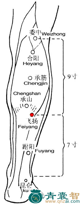 飞扬穴的主治功效位置图解-青囊智