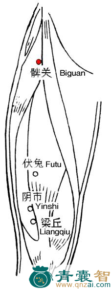 髀关穴的主治功效位置图解-青囊智