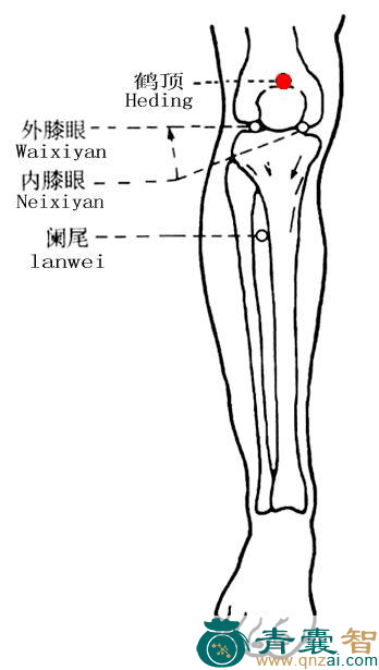 鹤顶穴的主治功效位置图解-青囊智