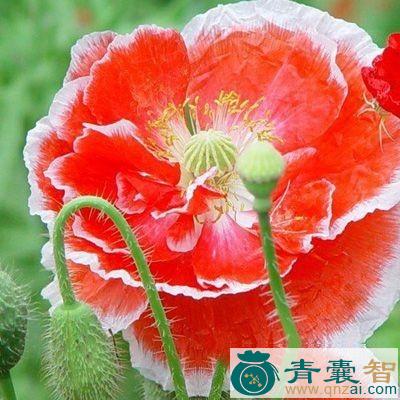 丽春花果实的以及功效用法和注意事项-青囊智